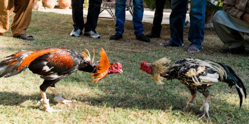 Kèo cược chấp là loại kèo phổ biến tiếp theo trong cá cược đá gà cựa sắt