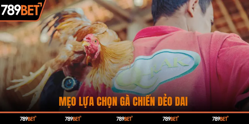 Mẹo lựa chọn gà chiến dẻo dai